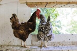 ¿Qué medidas elegir en ponederos para gallinas?