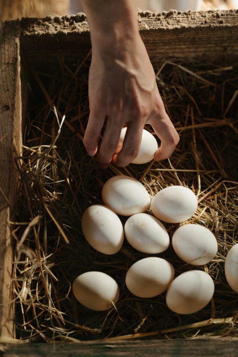 huevos de gallinas
