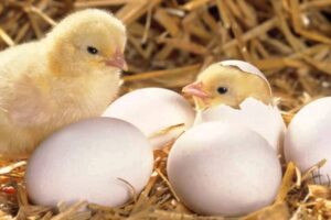 ¿Cuántos huevos puede incubar una gallina?