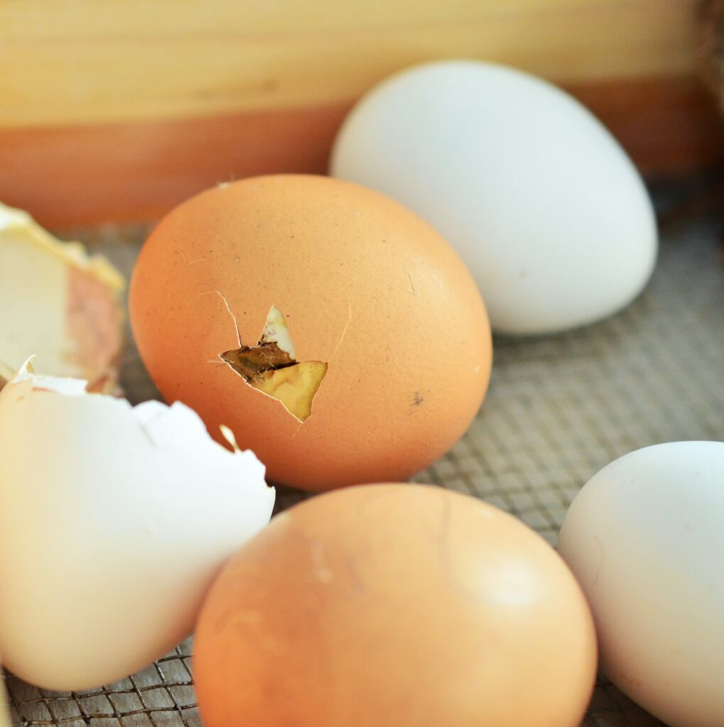 incubacion huevos de gallina
