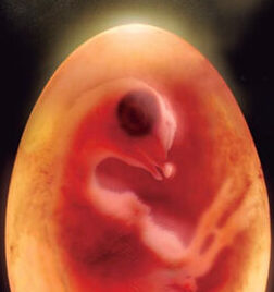 huevo embrión gallina