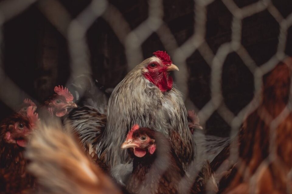 ¿Cómo hacer un cercado para gallinas?
